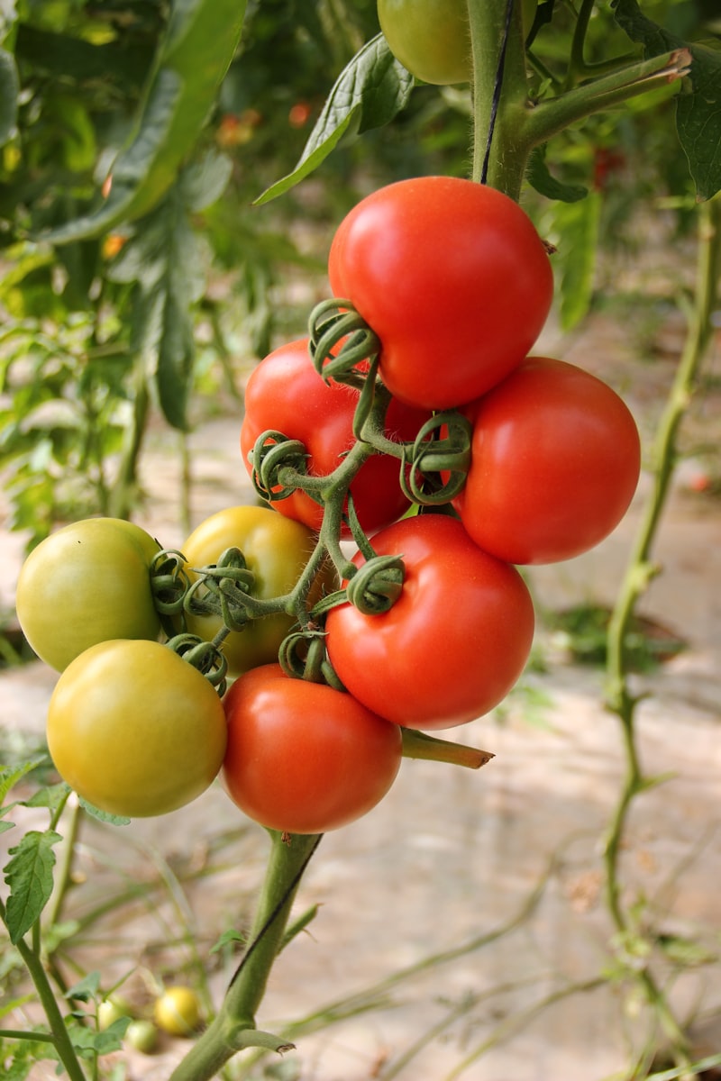 Tomato varieties