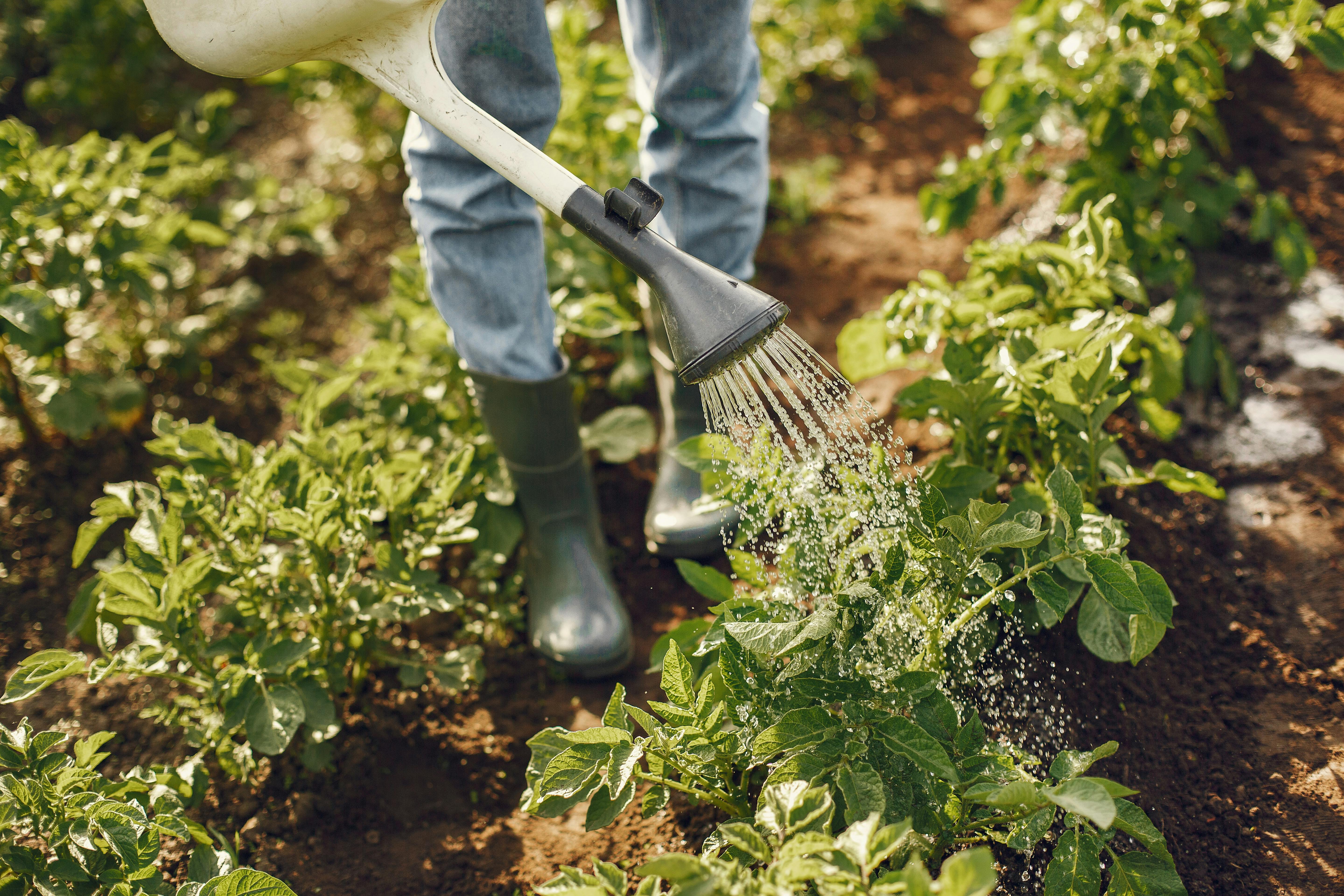 Watering plants
